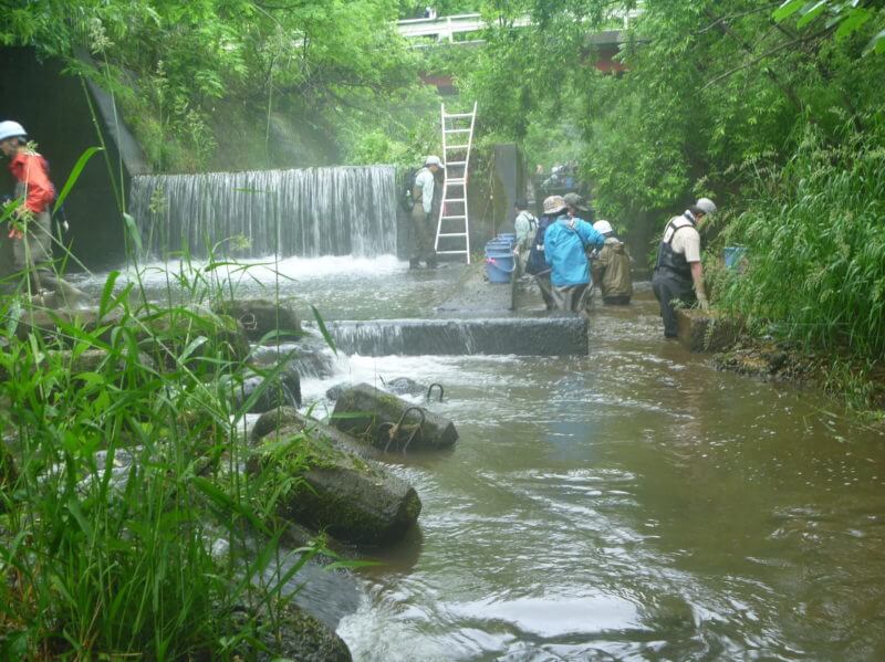 Image of 魚道清掃ボランティアに参加しました 0