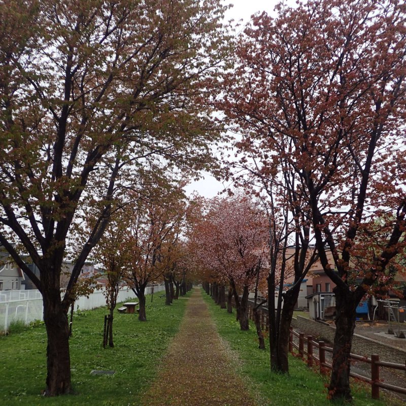 Image of 岩見沢市北3条西13丁目の桜並木の保育活動について 1