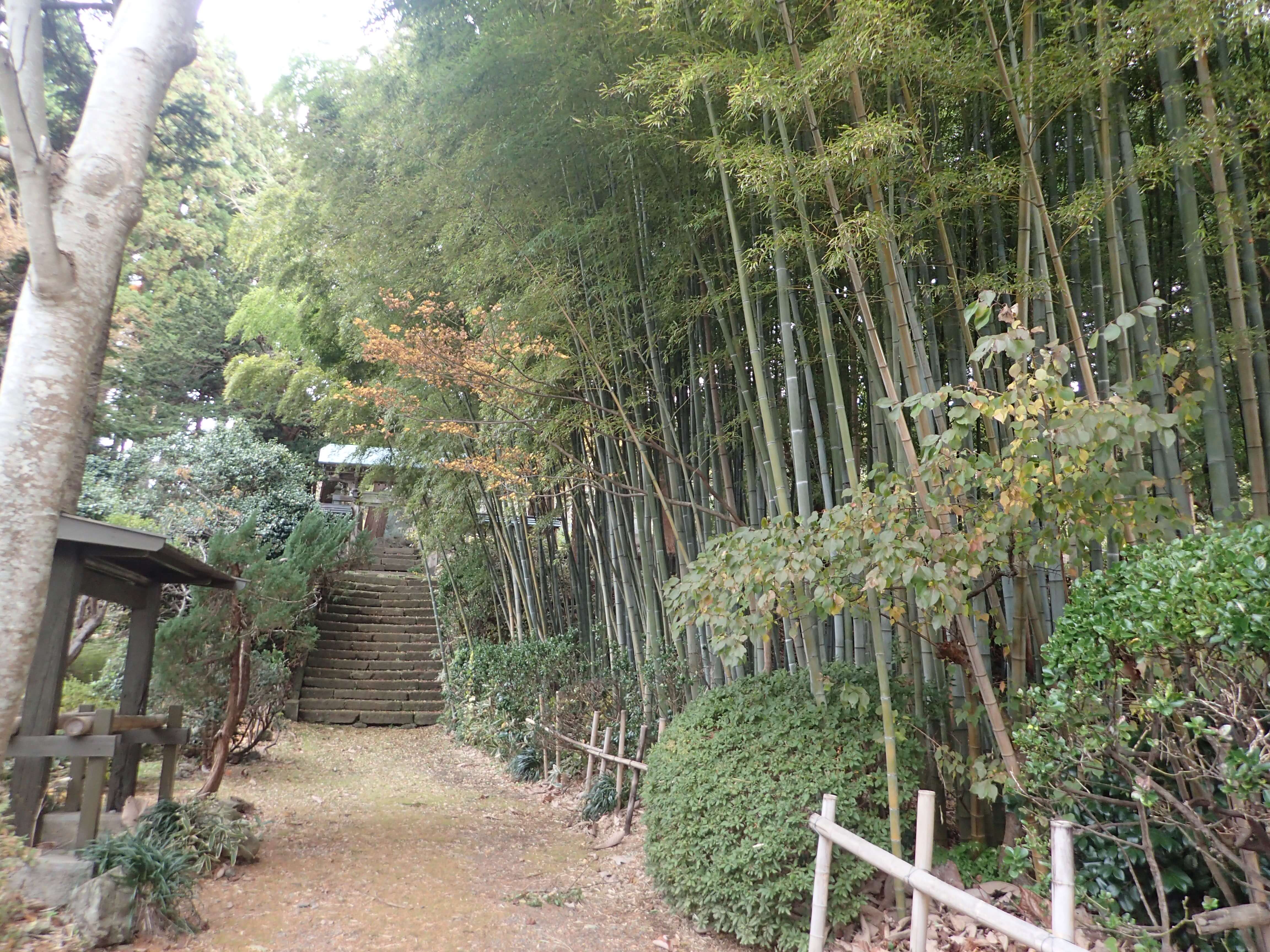 Image of 北海道松前町法幢寺での孟宗竹林での間伐等 2