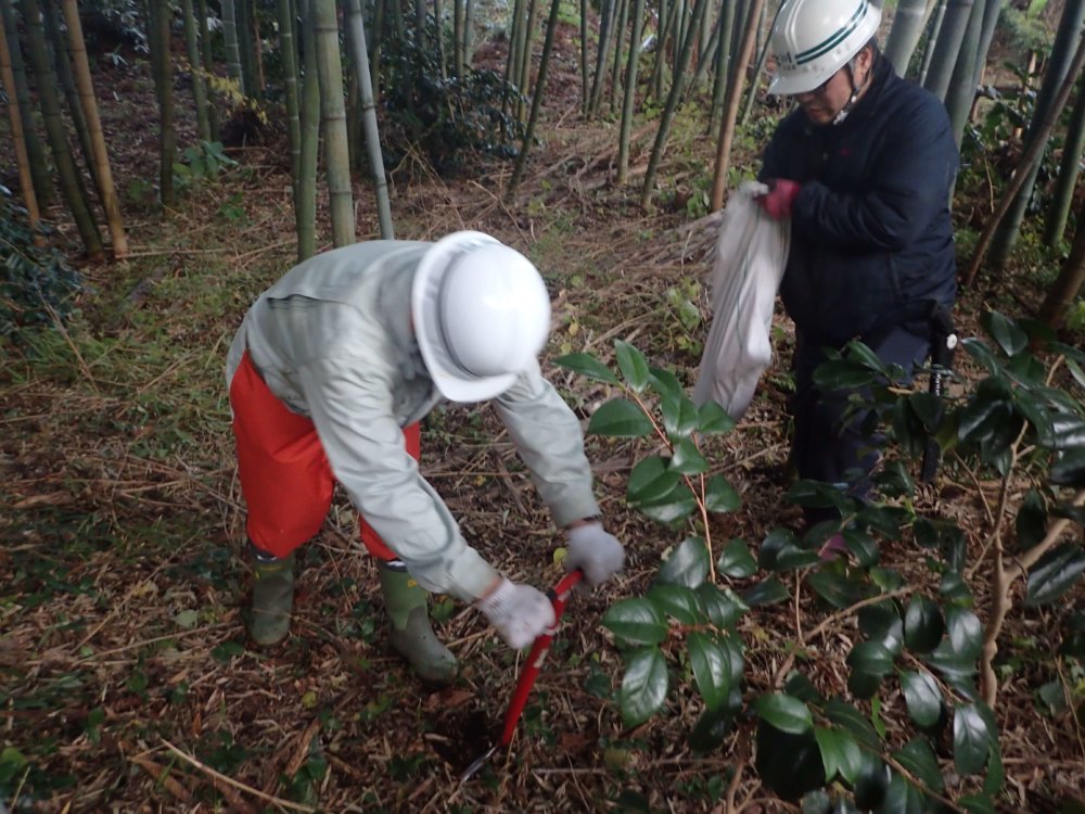 Image of 北海道松前町法幢寺での孟宗竹林での間伐等 7