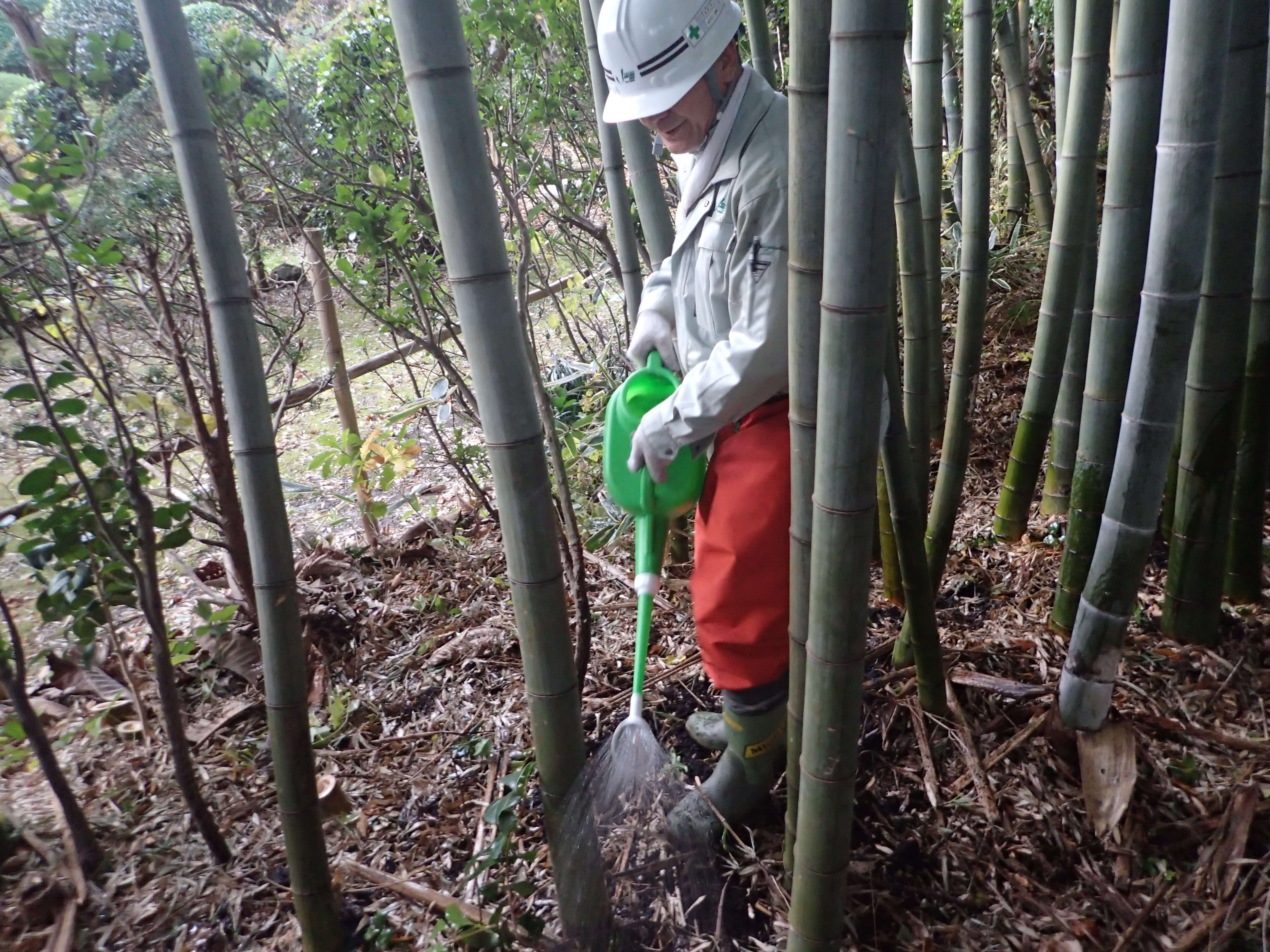 Image of 北海道松前町法幢寺での孟宗竹林での間伐等 8