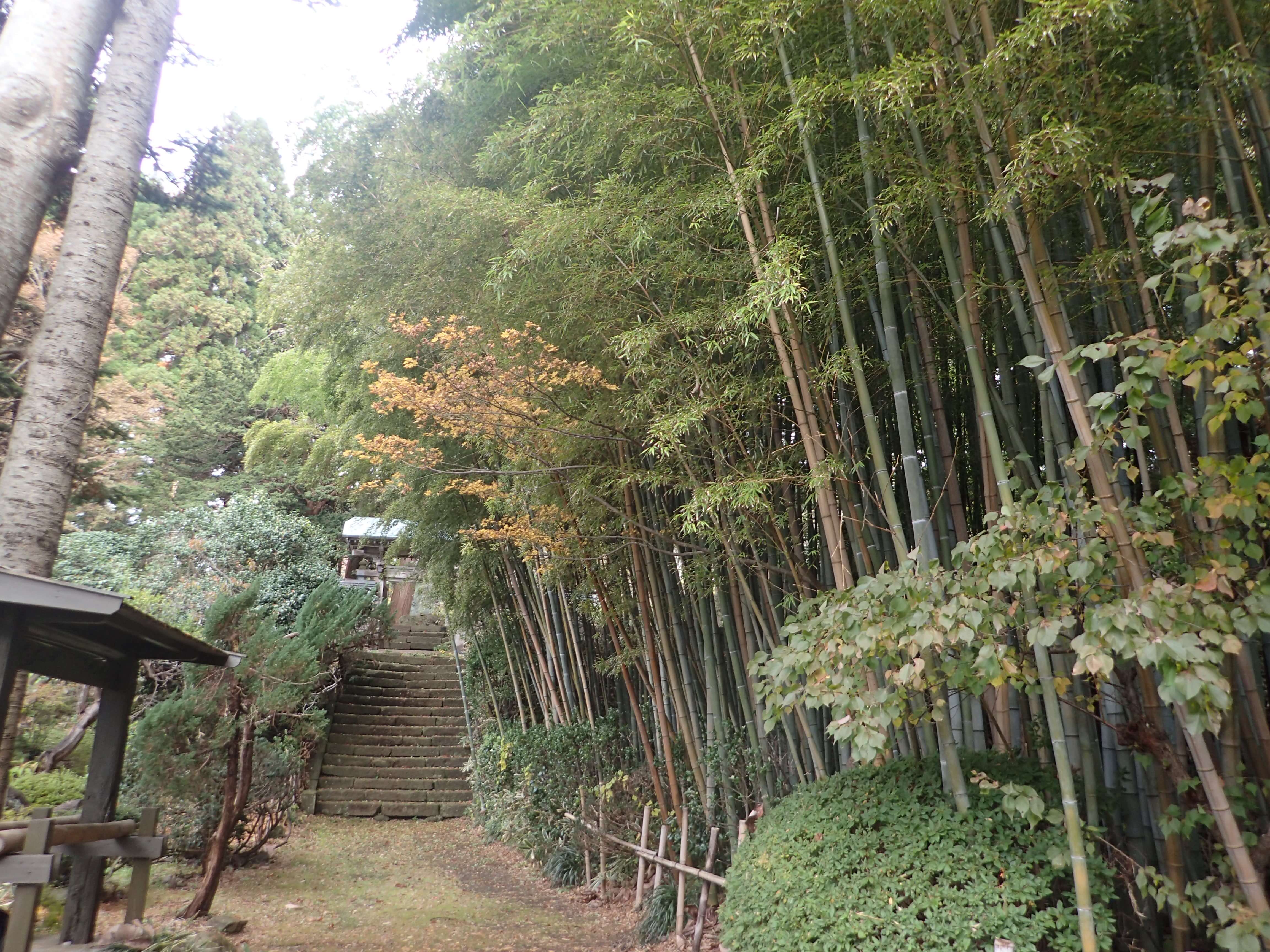 Image of 北海道松前町法幢寺での孟宗竹林での間伐等 1
