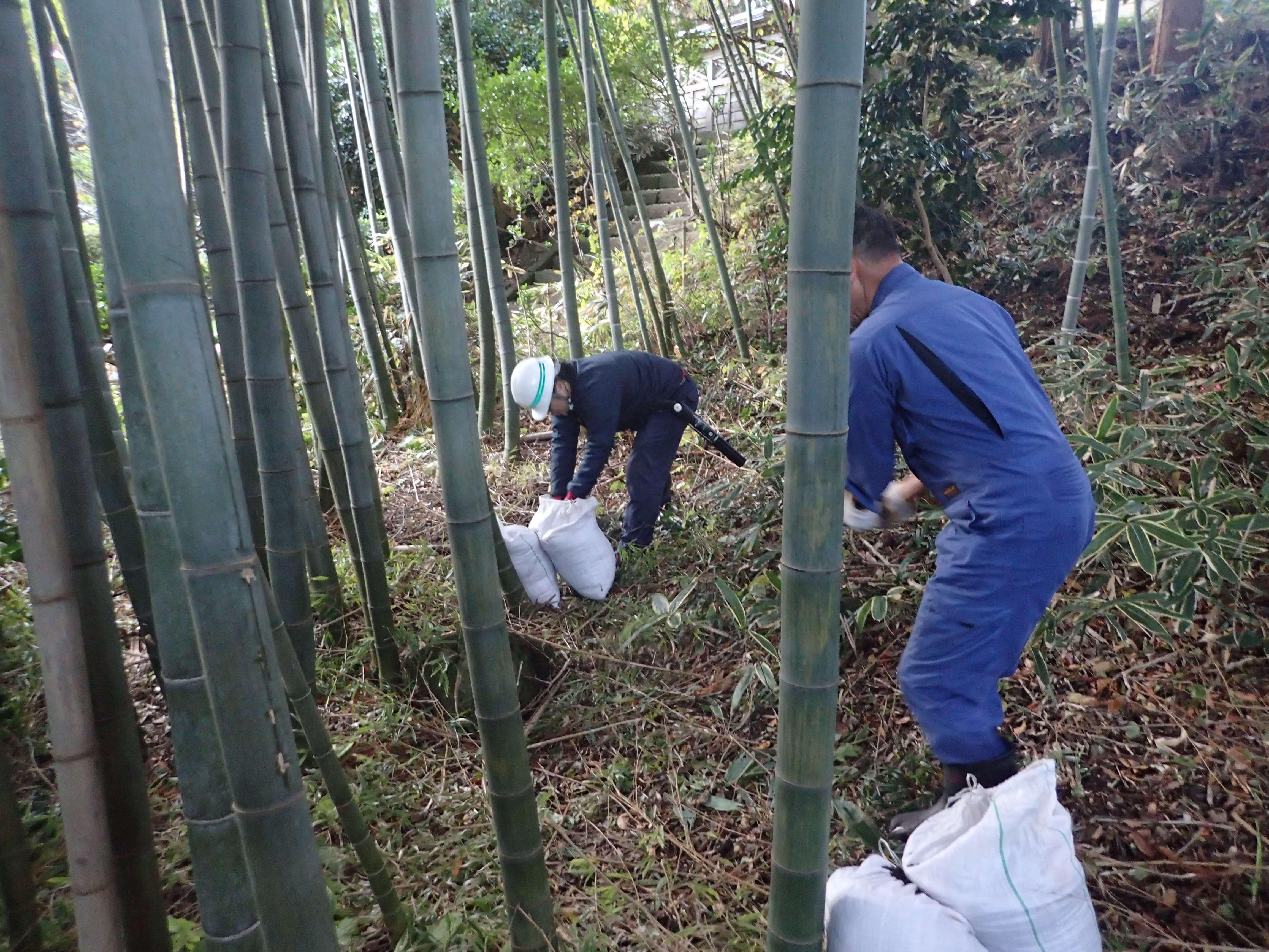 Image of 北海道松前町法幢寺での孟宗竹林での間伐等 6
