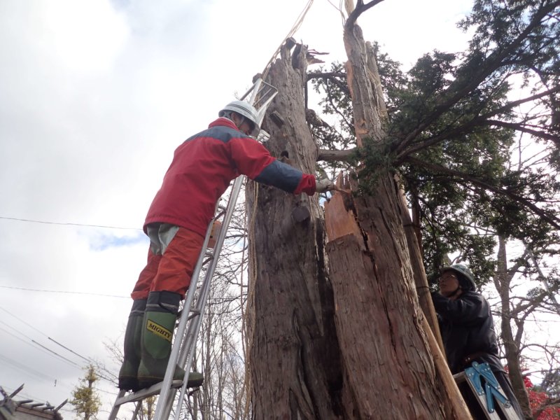 Image of 北海道当別町開拓記念樹イチイへの「協働」での保全作業 6