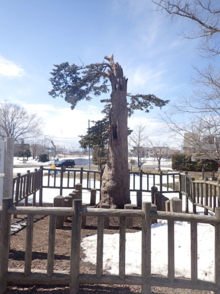 Image of 北海道当別町開拓記念樹イチイへの「協働」での保全作業・その2 2