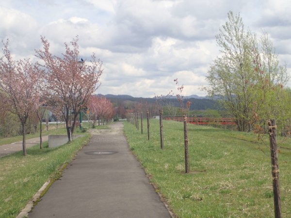 Image of 砂川ロータリークラブ例会での桜に関する卓話 1