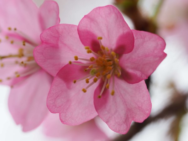 Image of 砂川ロータリークラブ例会での桜に関する卓話 4