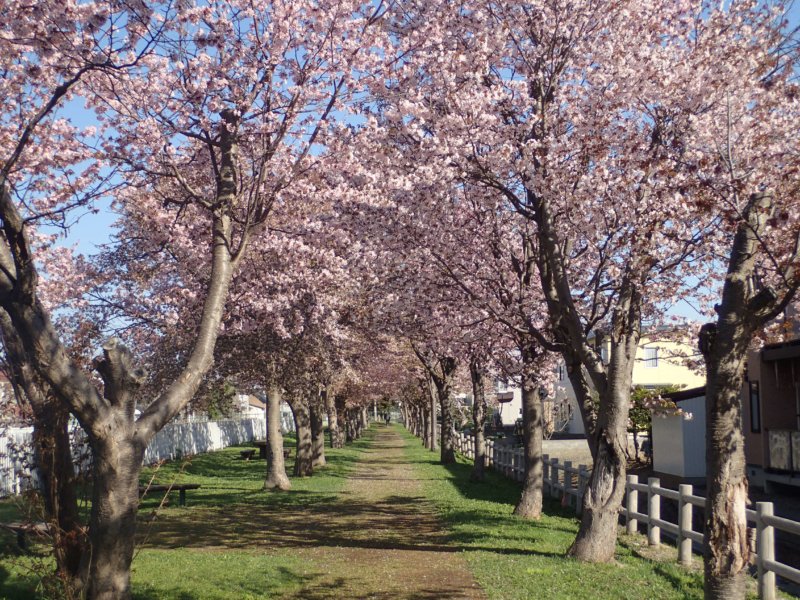 Image of 岩見沢市北3条西13丁目の桜並木の保育 1
