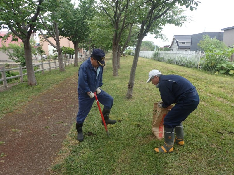 Image of 岩見沢市北3条西13丁目の桜並木の保育 4