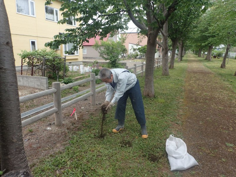 Image of 岩見沢市北3条西13丁目の桜並木の保育 5