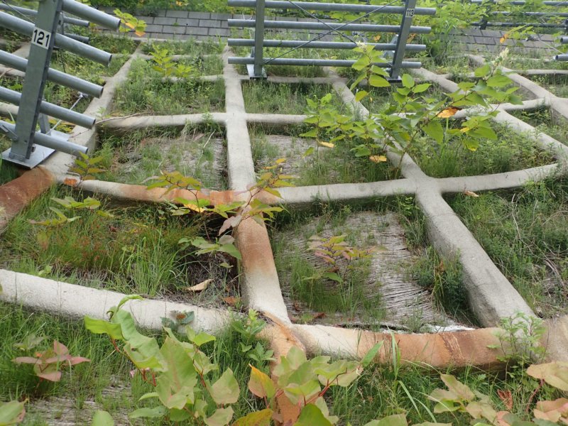 Image of 特殊土壌:知内町小谷石中の沢での酸性硫酸塩対策緑化工試験施工の調査 5