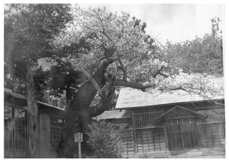 Image of 松前神社社務所前の「復興・復活」を象徴する桜「御座の間匂」への施肥 1