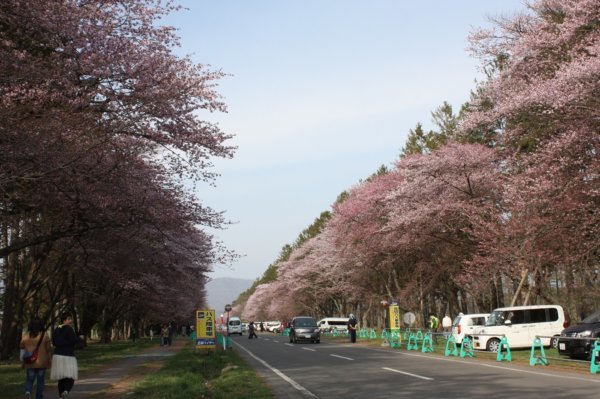 Image of 新ひだか町・二十間道路桜並木の樹勢回復措置 1