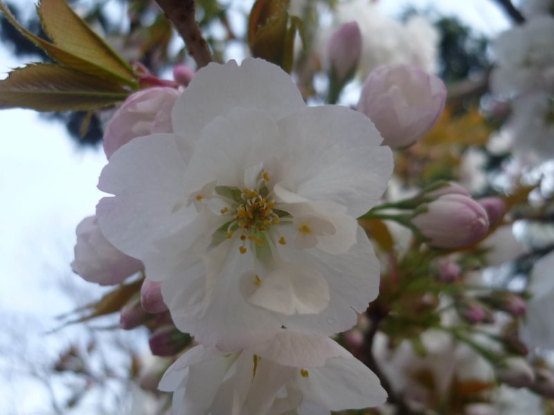 Image of 松前神社社務所前の「復興・復活」を象徴する桜「御座の間匂」への施肥 3