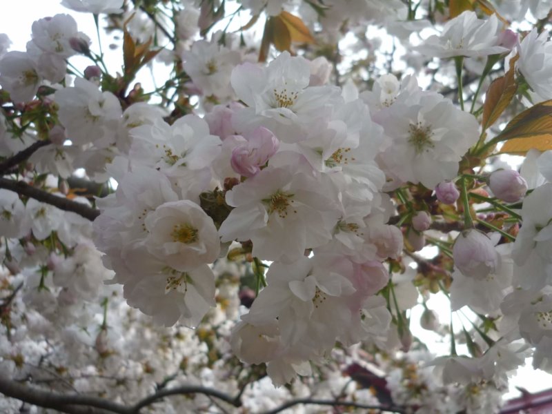 Image of 松前神社社務所前の「復興・復活」を象徴する桜「御座の間匂」への施肥 4