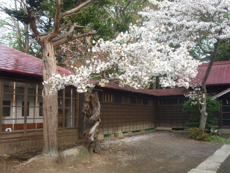 Image of 松前神社社務所前の「復興・復活」を象徴する桜「御座の間匂」への施肥 2