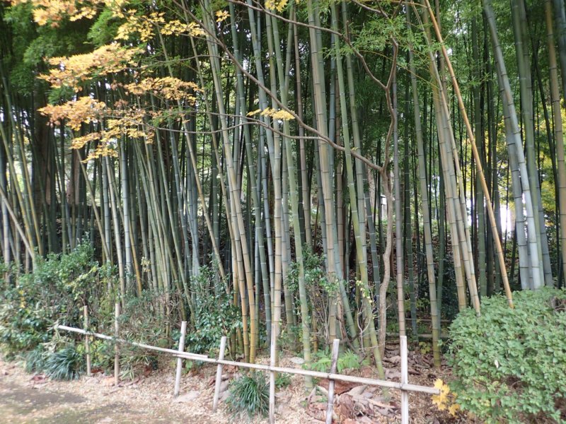 Image of 北海道松前町法幢寺での孟宗竹林での間伐等・その2 1