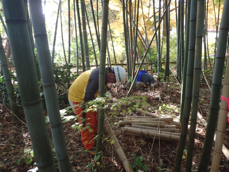 Image of 北海道松前町法幢寺での孟宗竹林での間伐等・その2 3