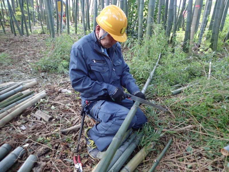 Image of 北海道松前町法幢寺での孟宗竹林での間伐等・その2 4
