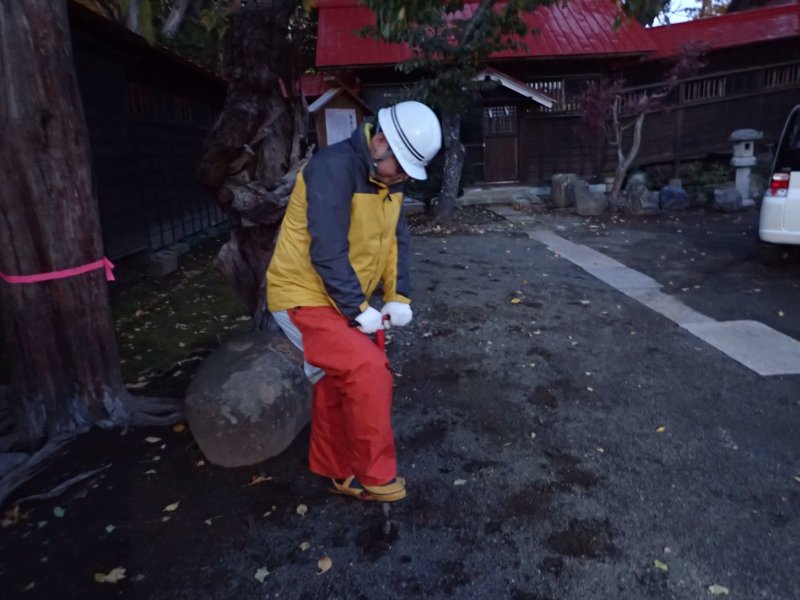 Image of 松前神社社務所前の「復興・復活」を象徴する桜「御座の間匂」への施肥 7