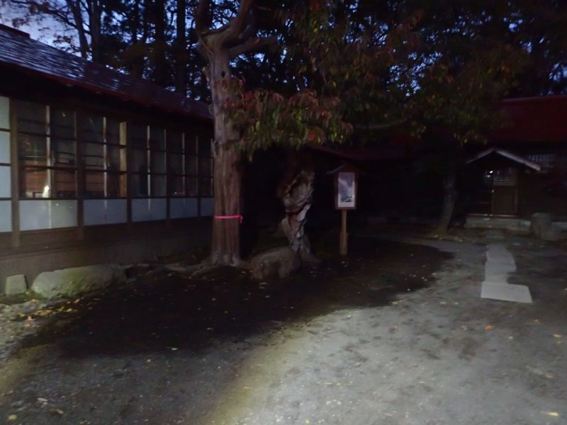 Image of 松前神社社務所前の「復興・復活」を象徴する桜「御座の間匂」への施肥 10