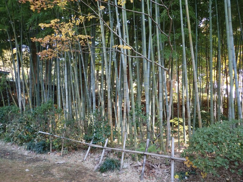 Image of 北海道松前町法幢寺での孟宗竹林での間伐等・その2 2