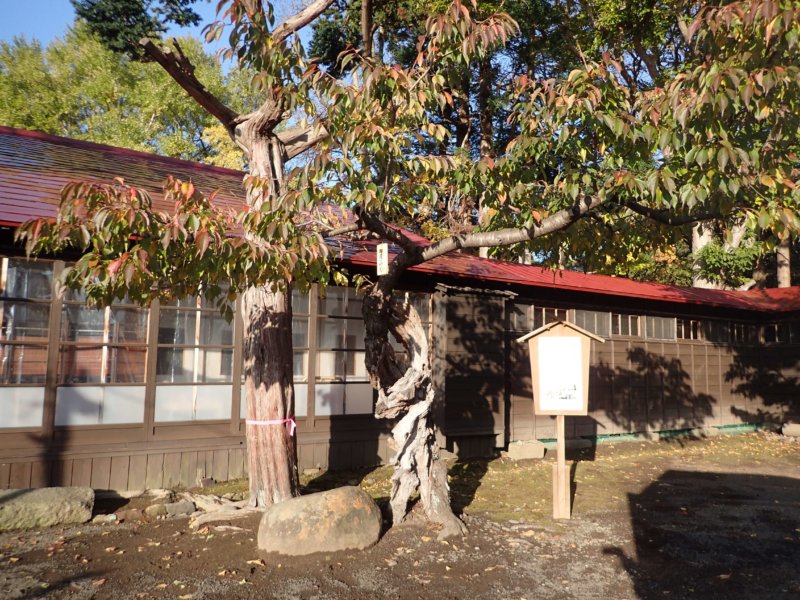 Image of 松前神社社務所前の「復興・復活」を象徴する桜「御座の間匂」への施肥 5
