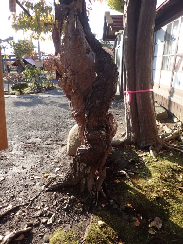 Image of 松前神社社務所前の「復興・復活」を象徴する桜「御座の間匂」への施肥 6