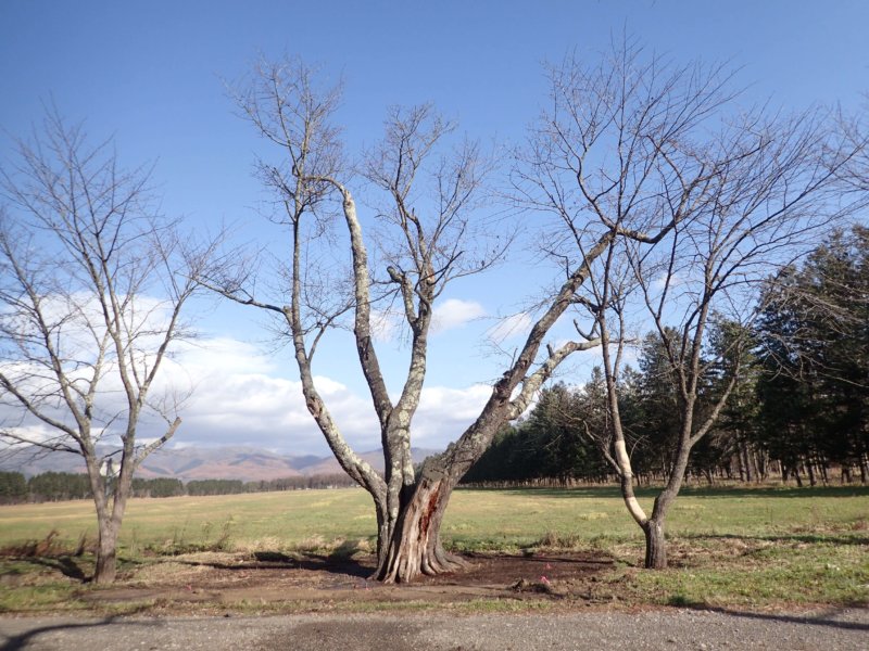 Image of 新ひだか町・二十間道路桜並木の樹勢回復措置 2