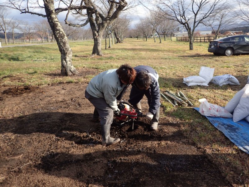 Image of 新ひだか町・二十間道路桜並木の樹勢回復措置 3