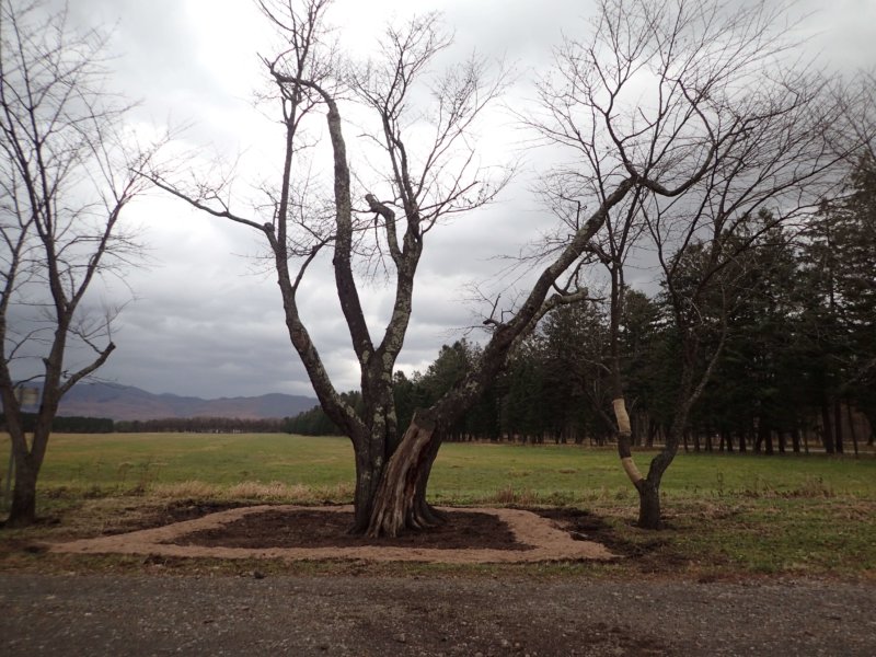 Image of 新ひだか町・二十間道路桜並木の樹勢回復措置 14