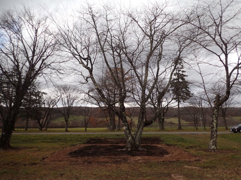 Image of 新ひだか町・二十間道路桜並木の樹勢回復措置 15