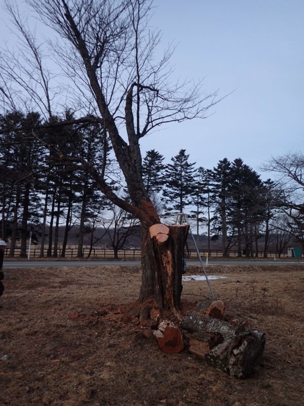 Image of 新ひだか町・二十間道路桜並木の枯損枝等処理 6