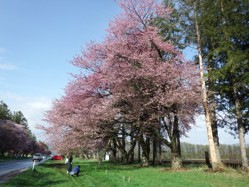 Image of 新ひだか町・二十間道路桜並木の枯損枝等処理 7
