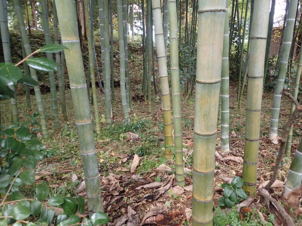 間伐後の竹林の状況（2020.11.11撮影）