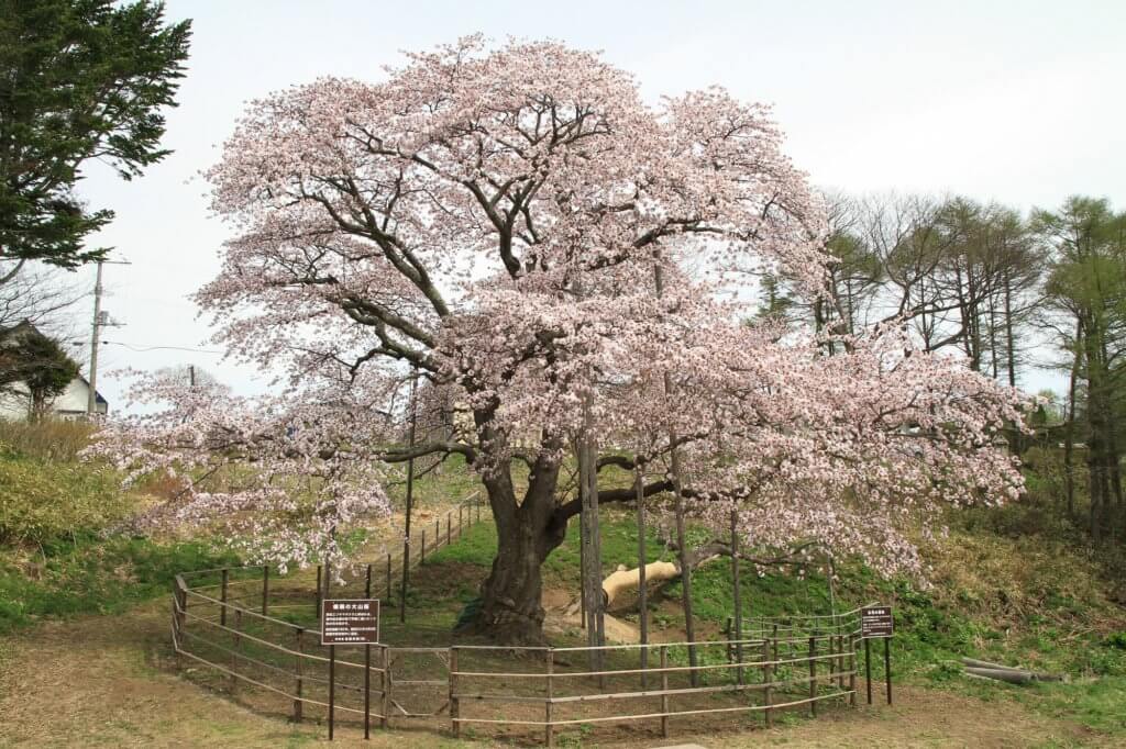 室蘭市 幌萌の大桜 の樹勢回復措置 のcsr活動 国土防災技術北海道株式会社